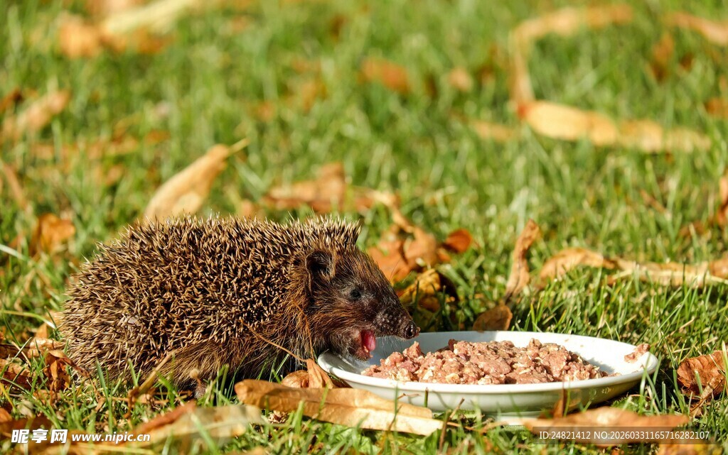 草地上进食的小刺猬