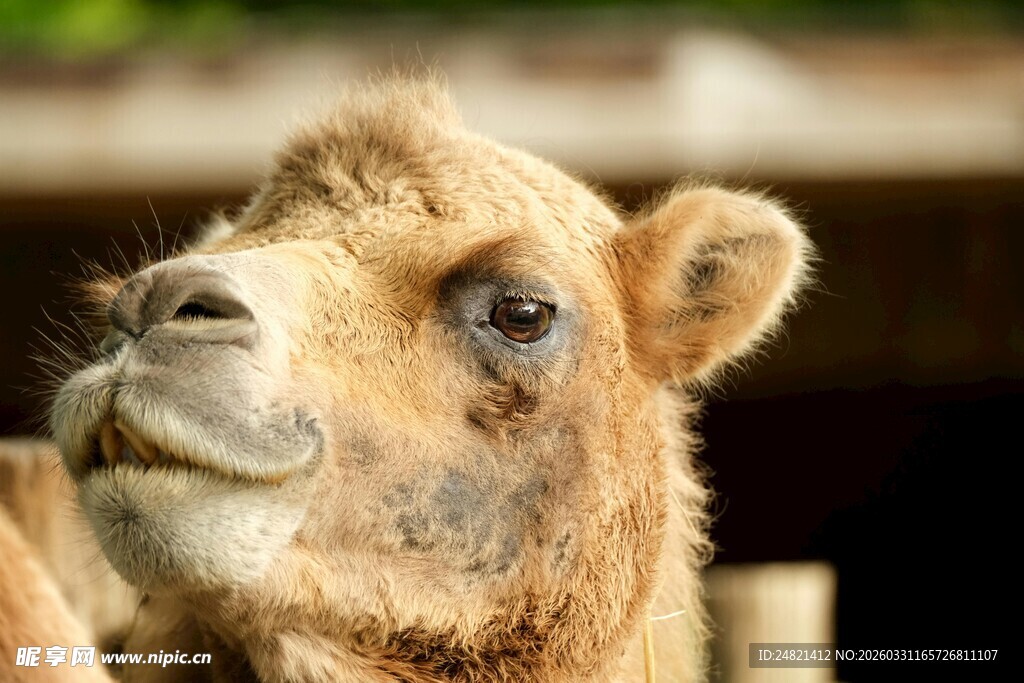 可爱骆驼特写