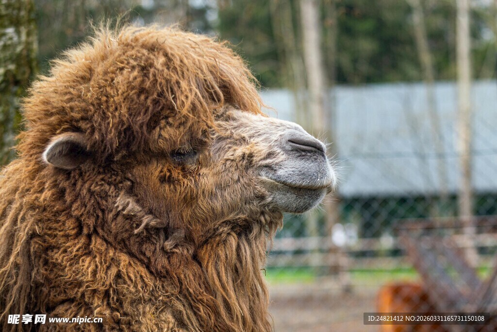 毛茸茸的骆驼