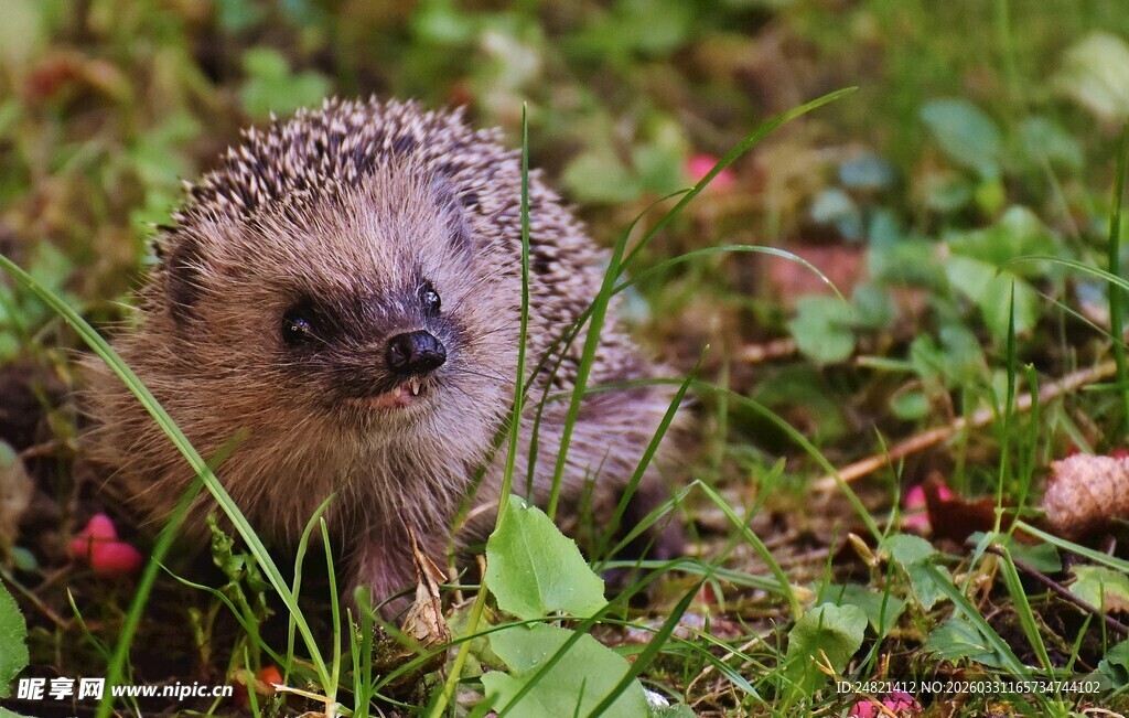 草丛中的小刺猬