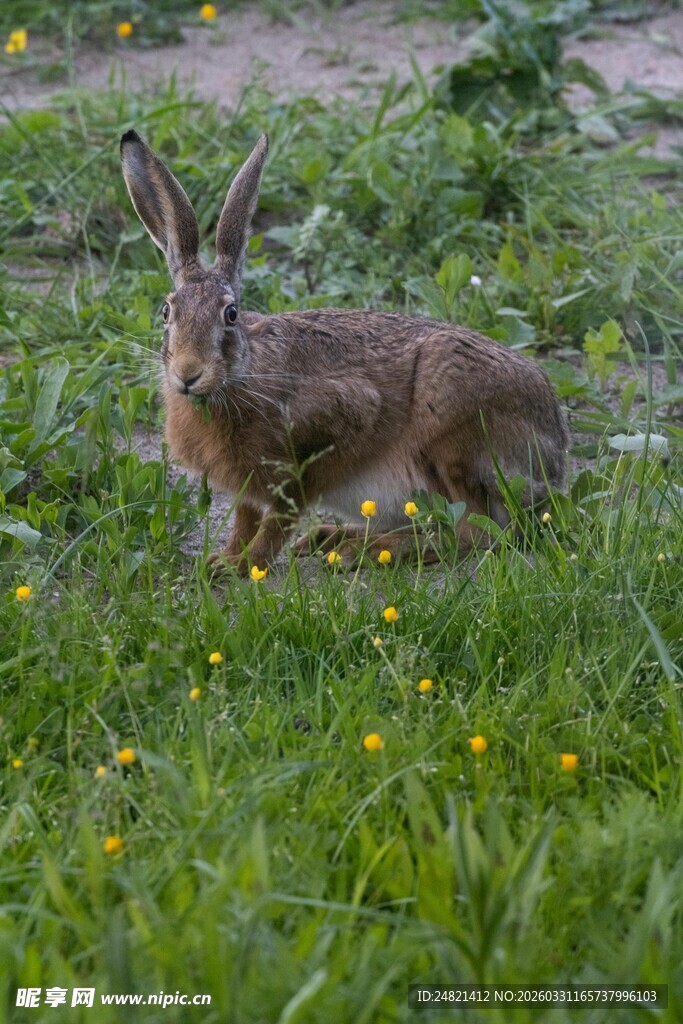 草地上的野兔