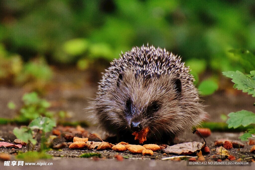 可爱小刺猬在落叶中觅食