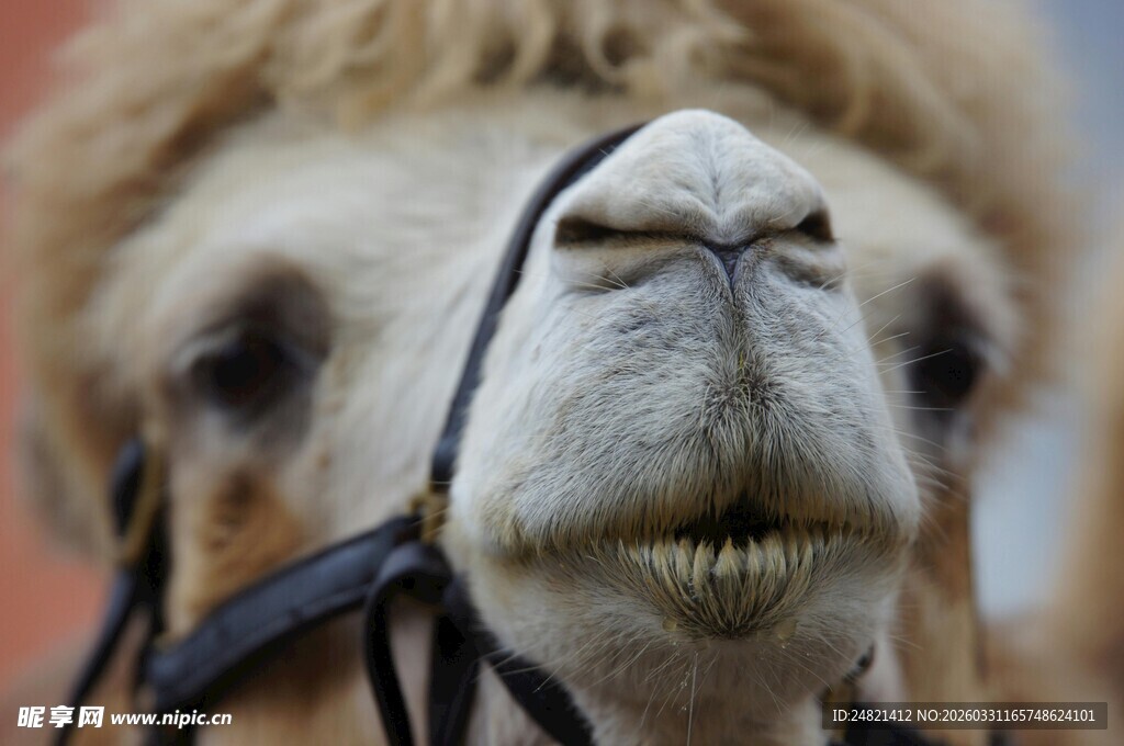 骆驼特写