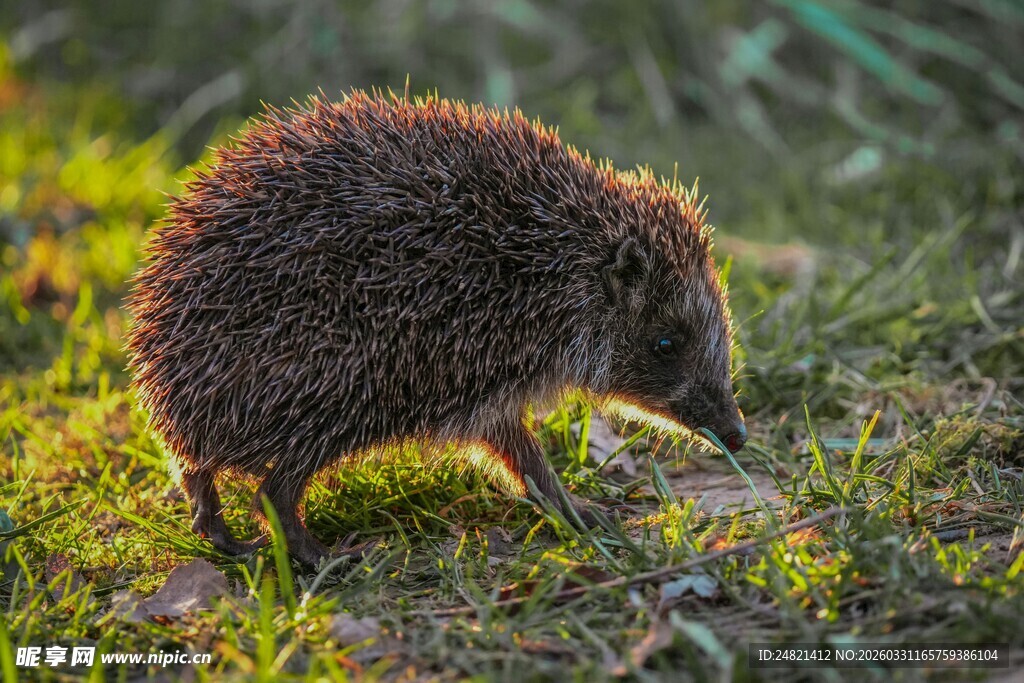 草地上的小刺猬