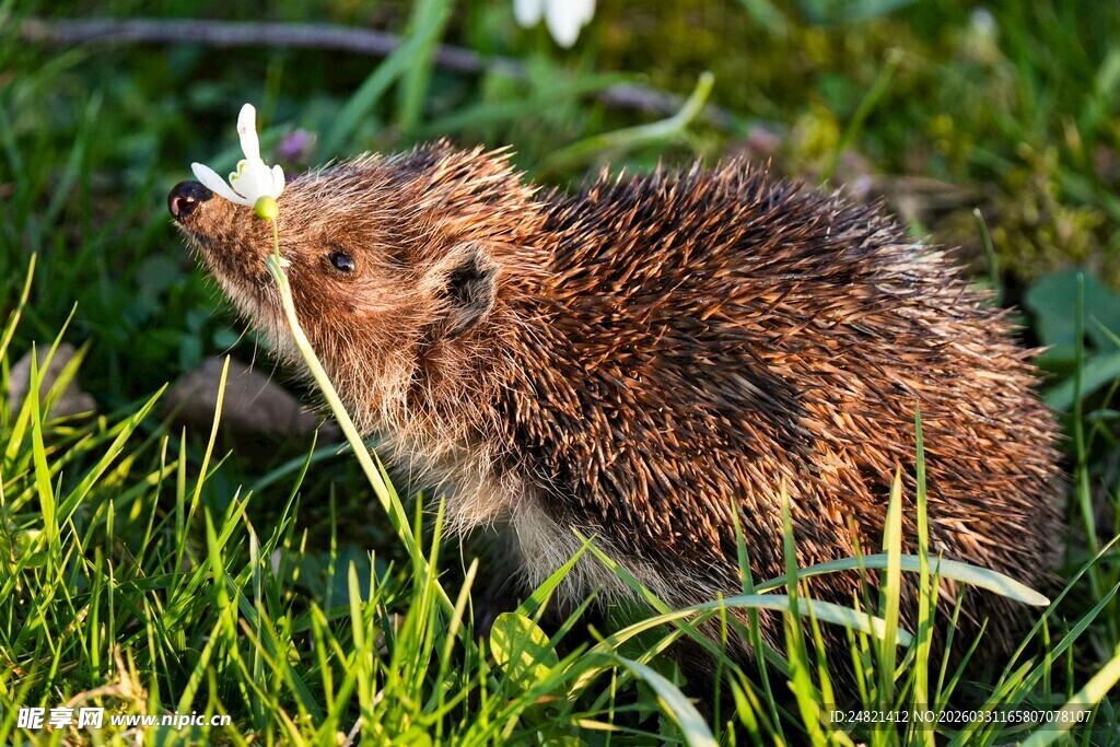 草地上的小刺猬
