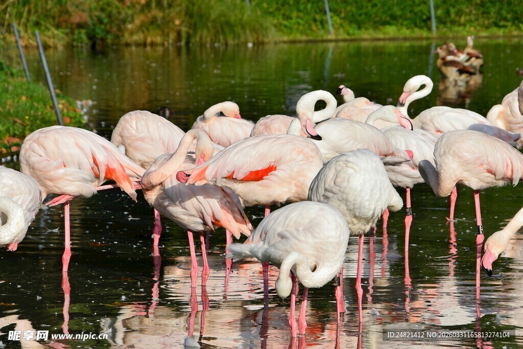 水边优雅的火烈鸟群