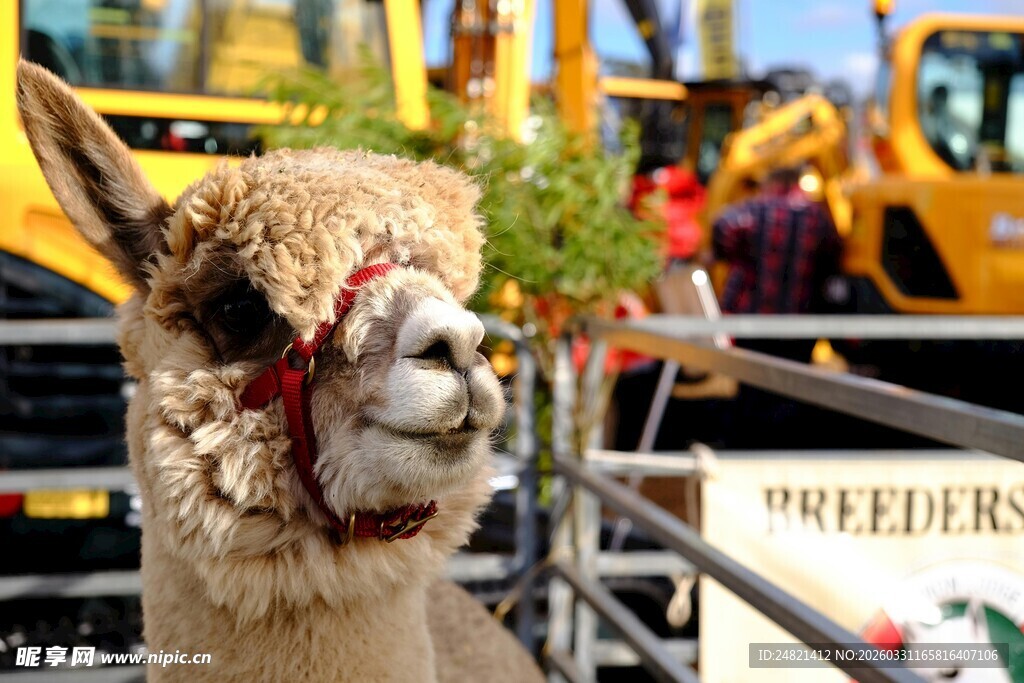 可爱羊驼现身热闹户外