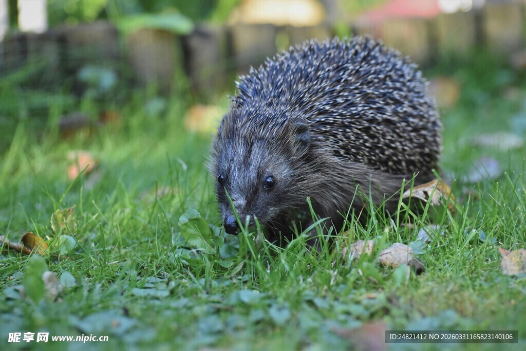 草地上的小刺猬