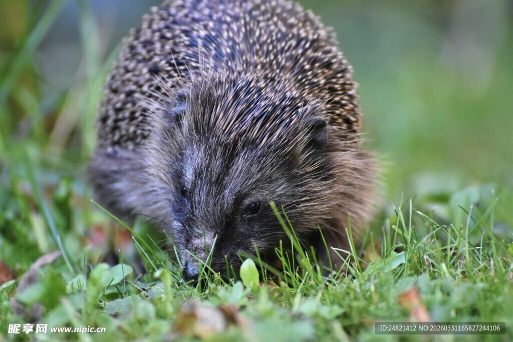 草丛中的小刺猬