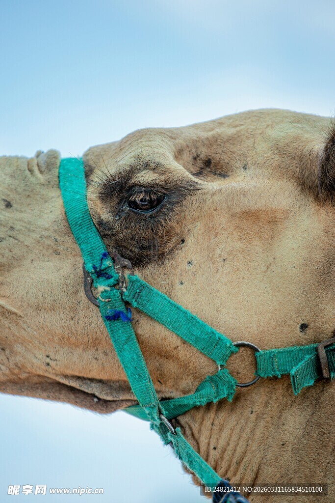 骆驼特写
