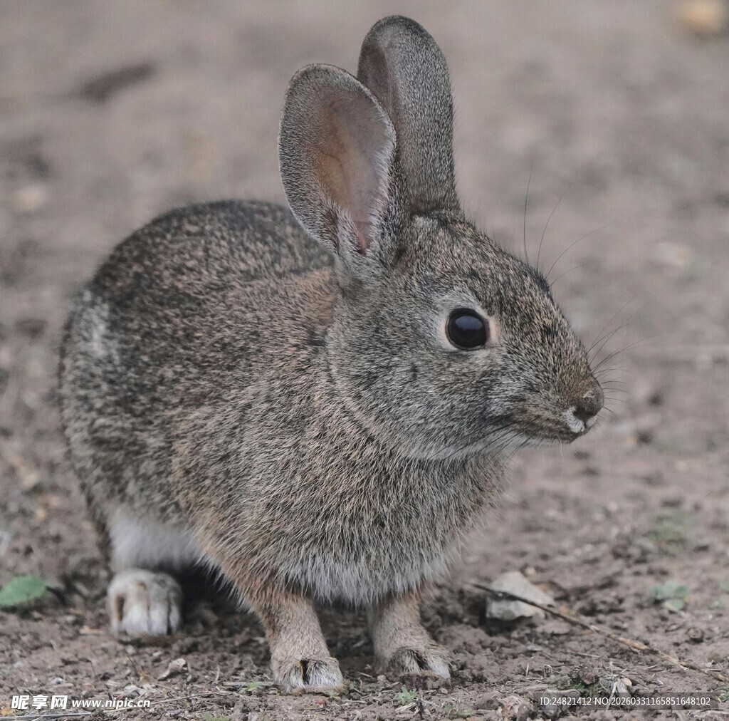 灰毛野兔站立在地面