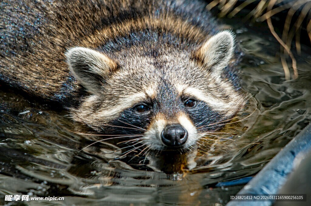 水中浣熊特写