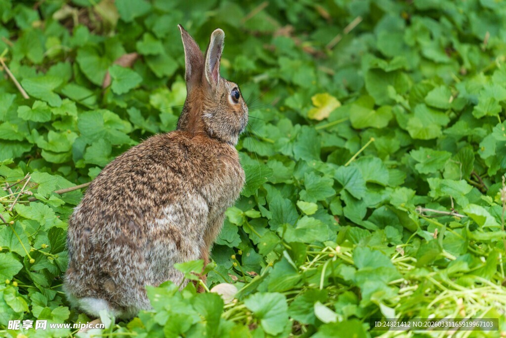 草丛中的可爱野兔