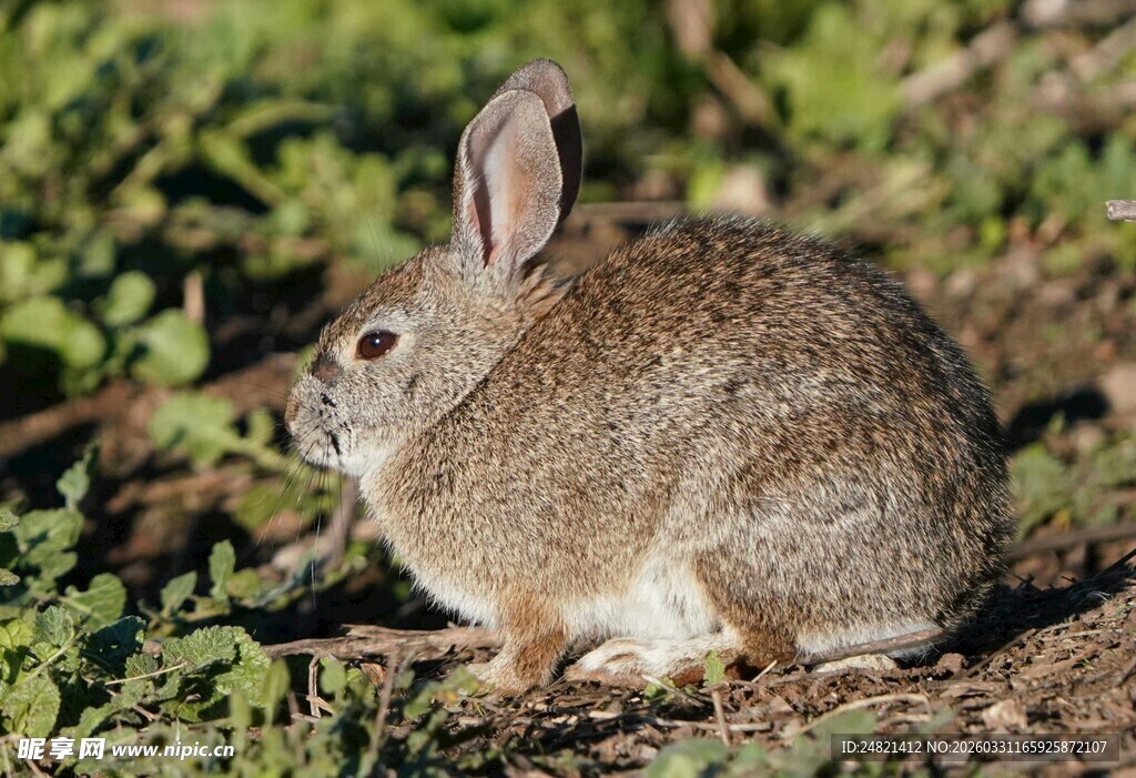 野外蹲坐的灰褐色兔子