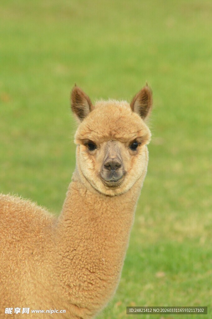 可爱羊驼站在绿色草地上