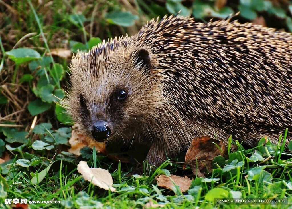 草丛中的刺猬