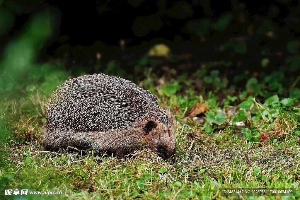 草丛中的刺猬