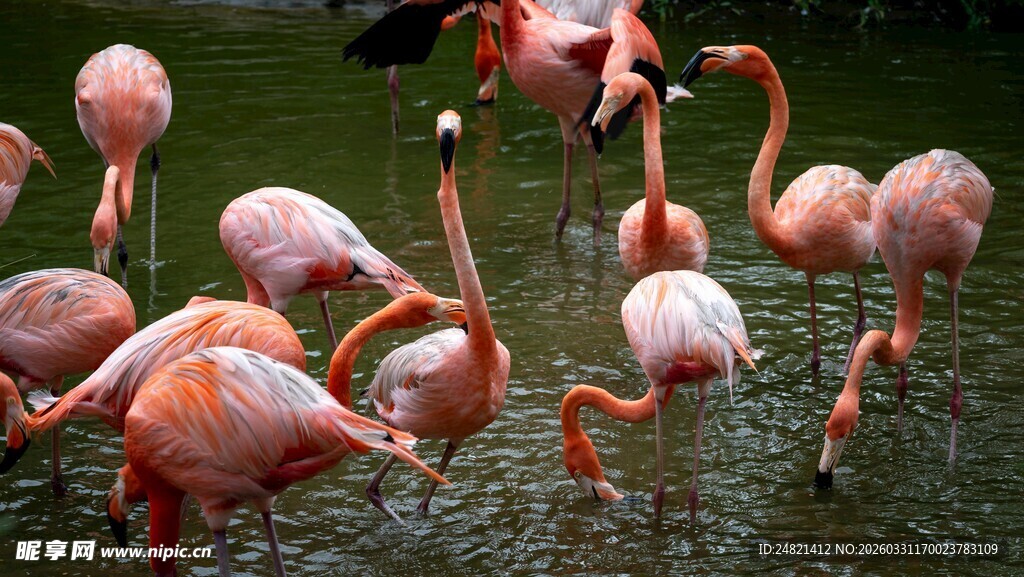 水中漫步的粉红色火烈鸟