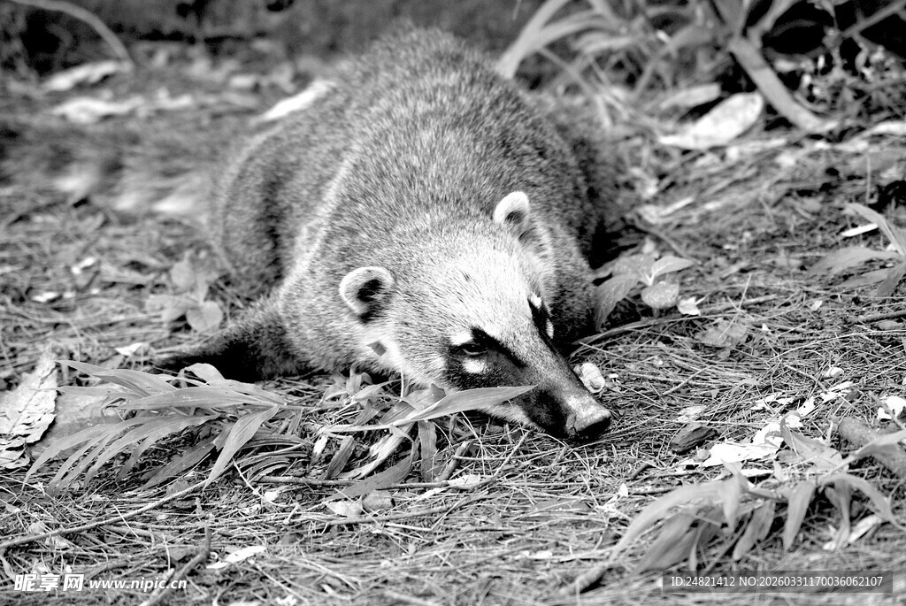 趴在地上的袋熊