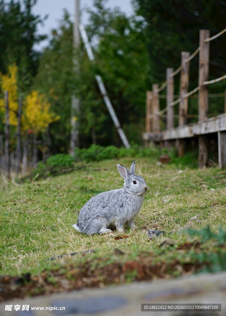 草地上的灰兔