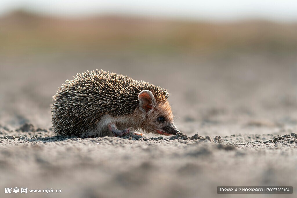 蜷缩在沙地的小刺猬