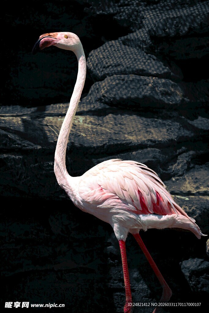 优雅火烈鸟特写