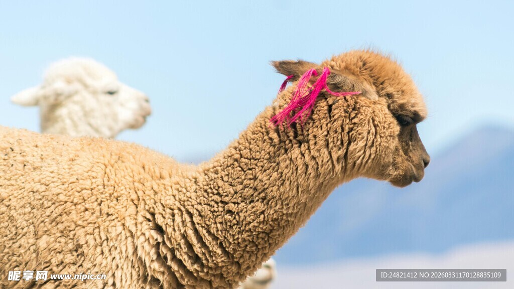 头戴粉饰的可爱羊驼