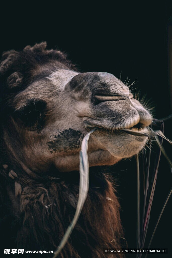 骆驼张嘴露白色物体