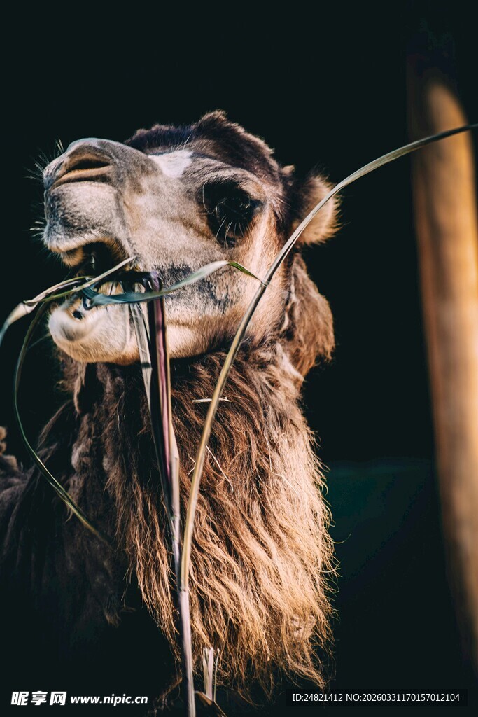 骆驼特写