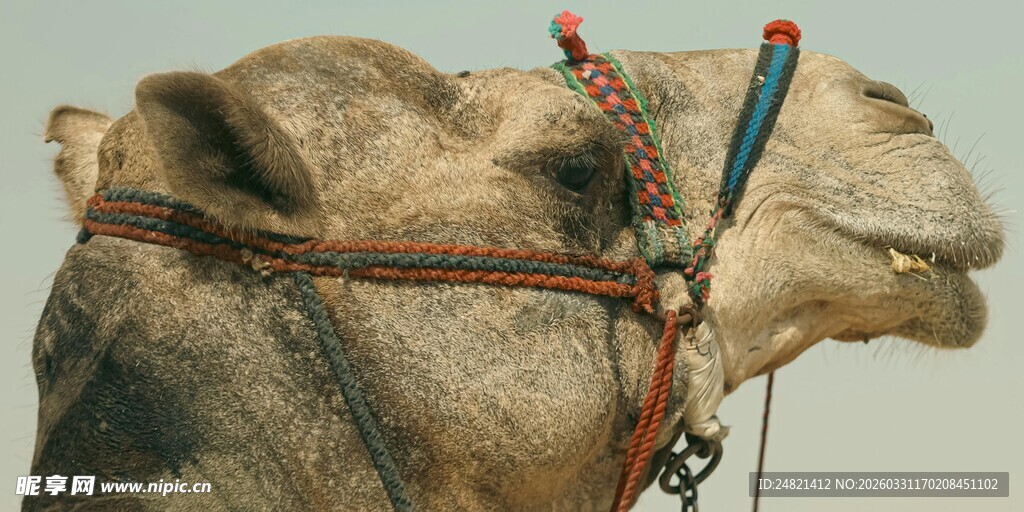 骆驼特写
