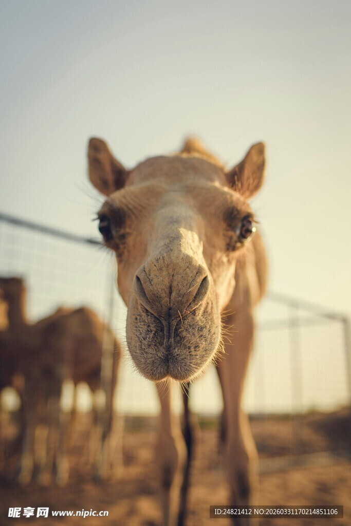 骆驼近景特写