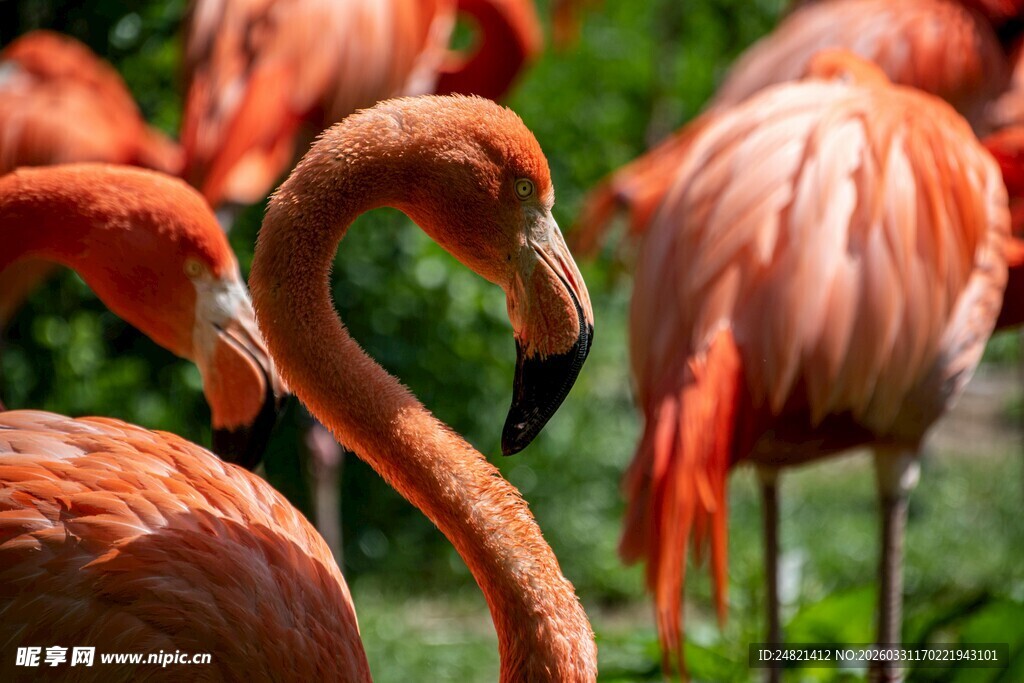 优雅火烈鸟的曼妙身姿
