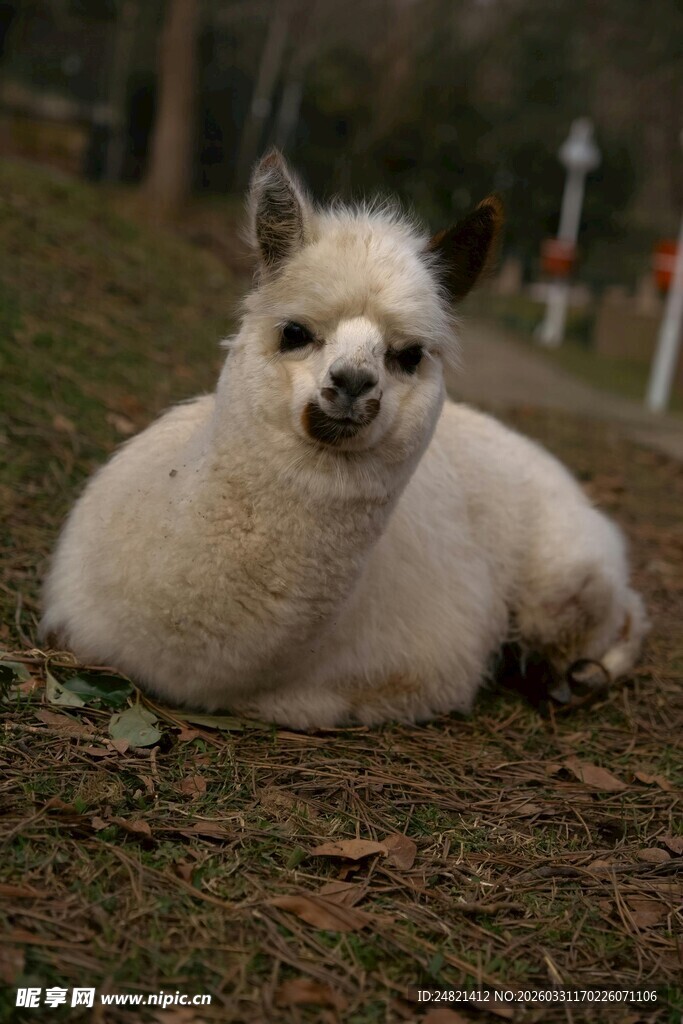 草地上的可爱羊驼