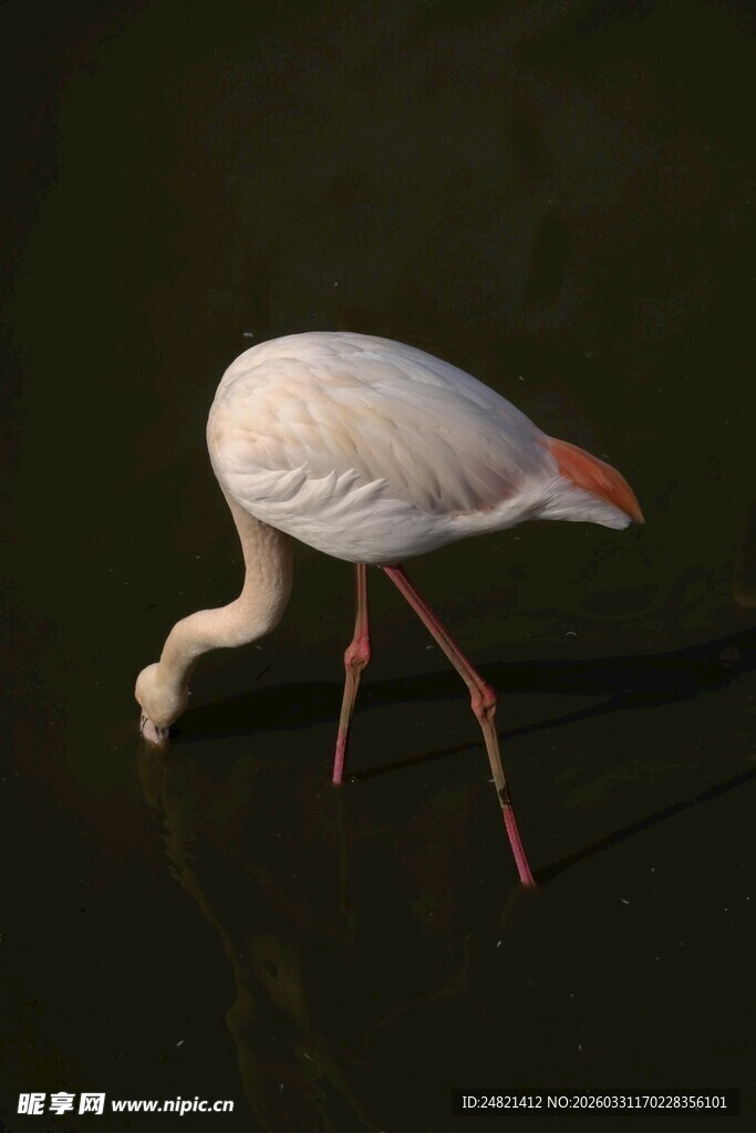 低头觅食的优雅火烈鸟