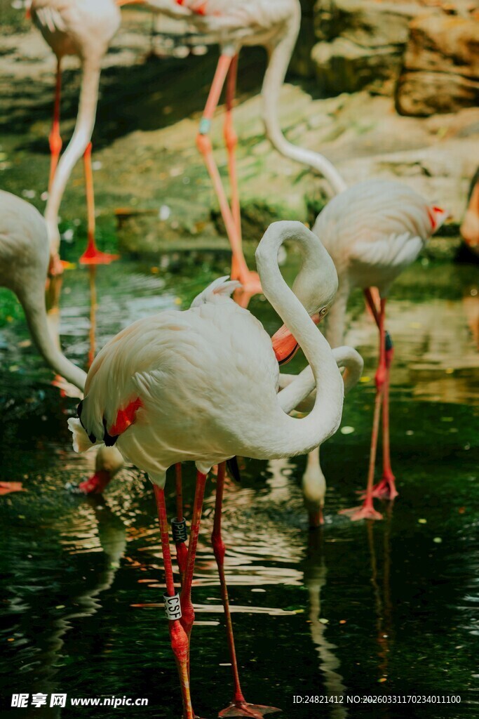 优雅火烈鸟于水边的姿态