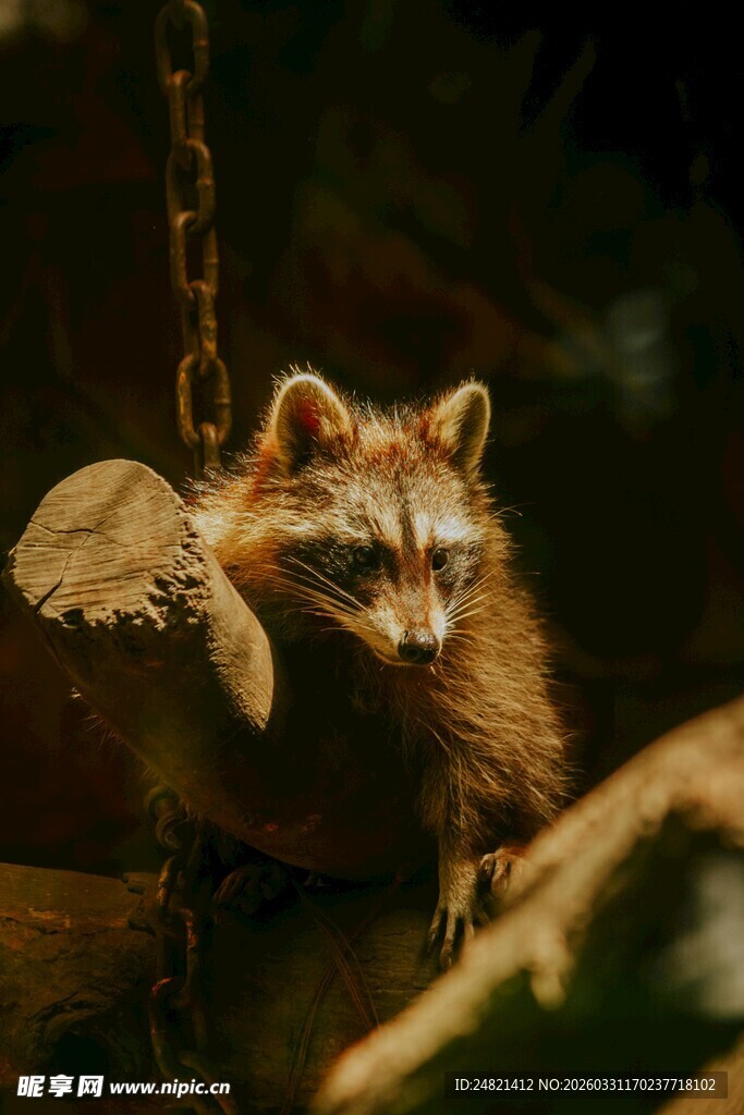 树上的可爱小浣熊