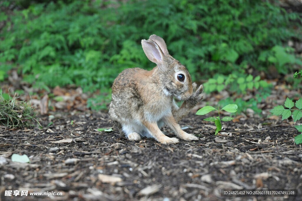 野外的可爱小兔子
