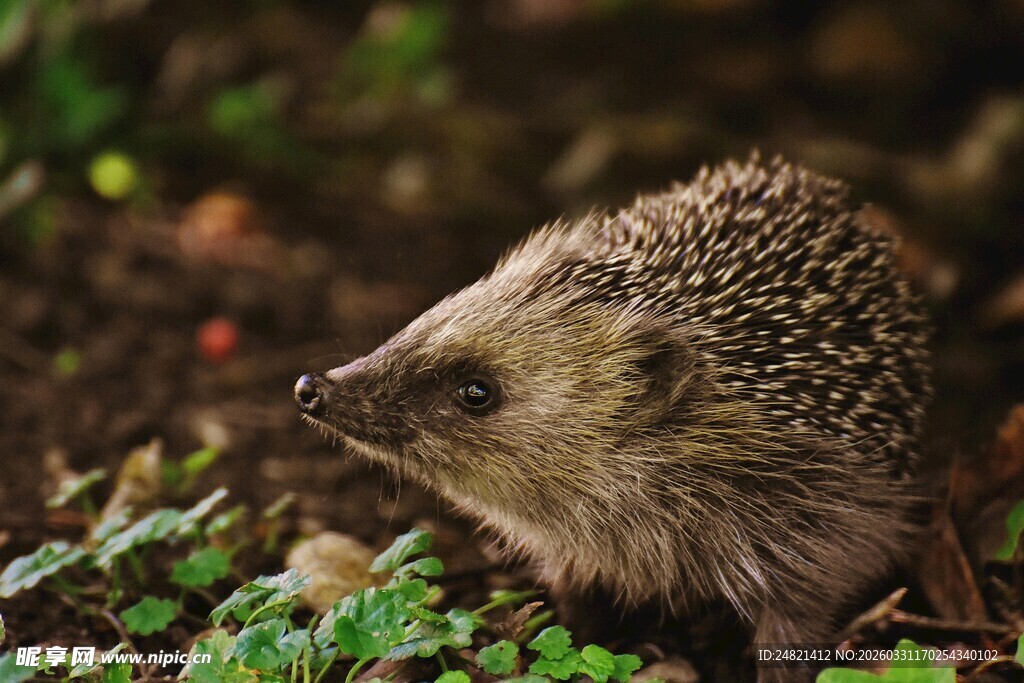 草丛中的小刺猬