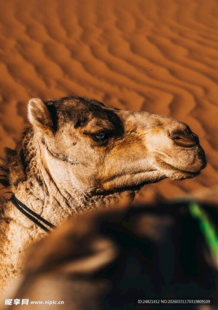 沙漠中骆驼的特写