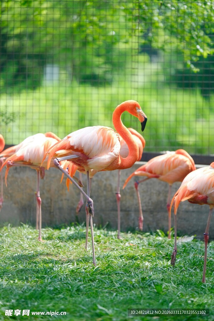 草地上的美丽火烈鸟