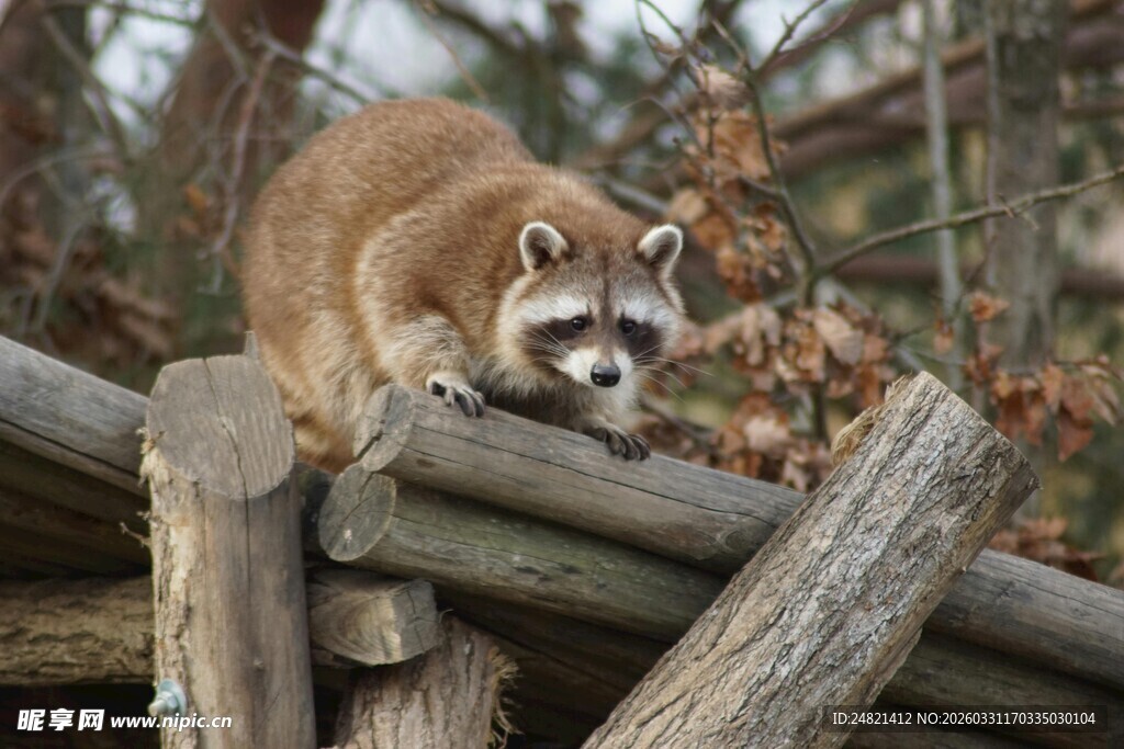 木栏上的浣熊
