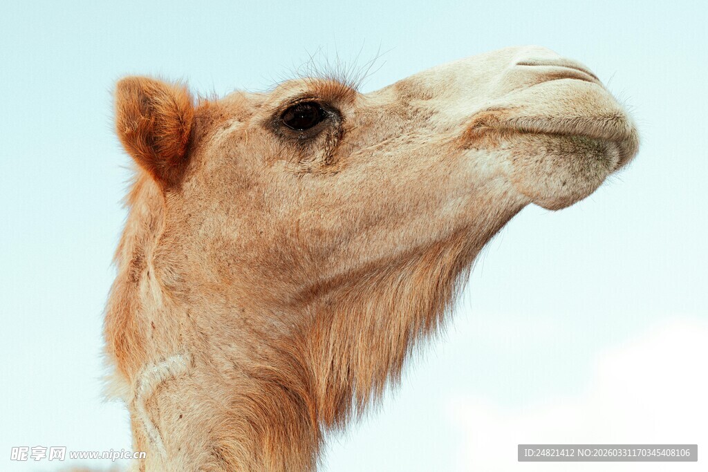 骆驼特写