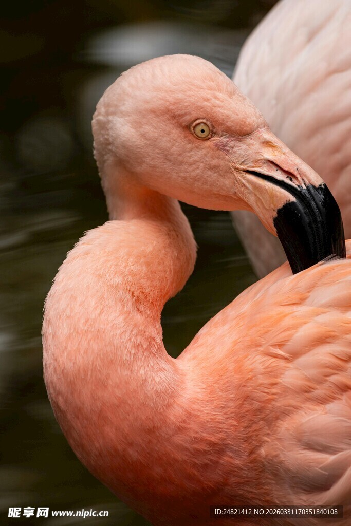 优雅火烈鸟特写