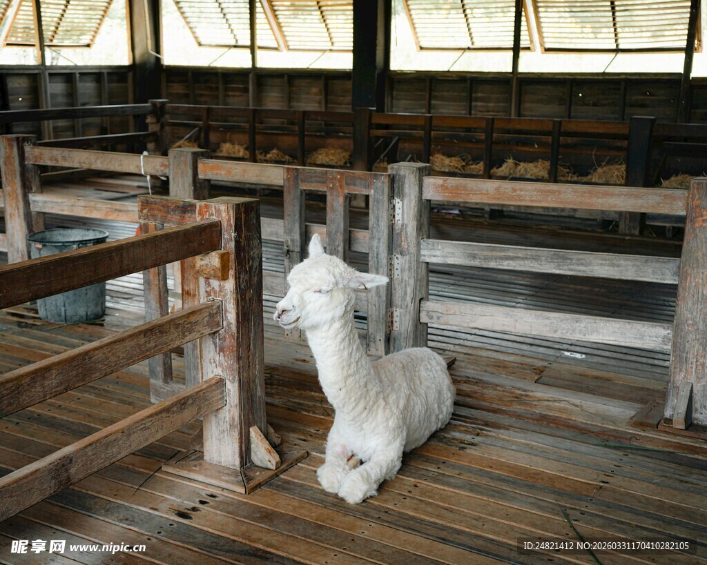 羊圈中的白色小羊