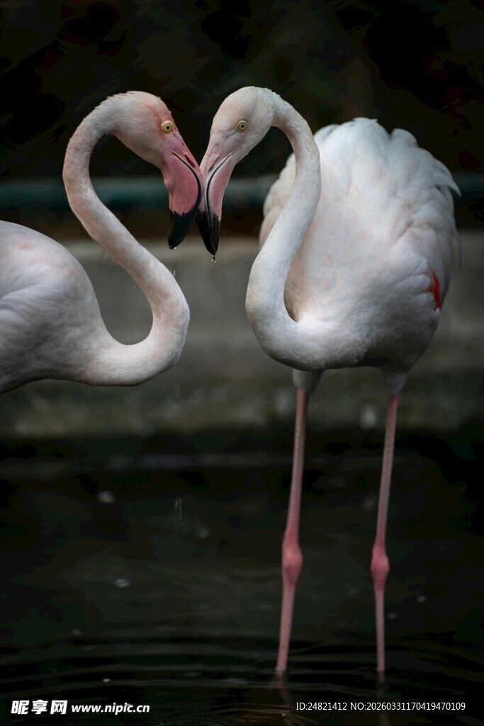 优雅火烈鸟水中亲昵姿态