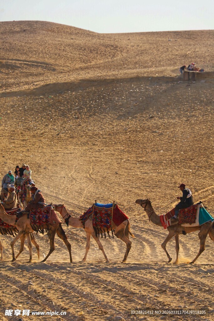 沙漠驼队行进壮观景象