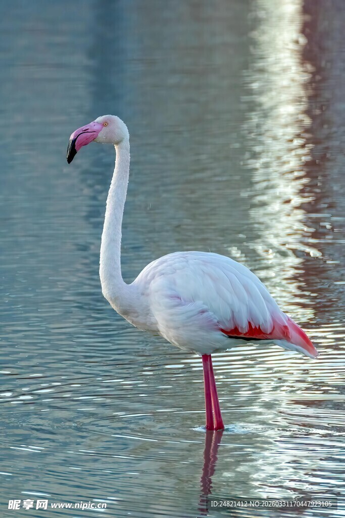 水中优雅的火烈鸟