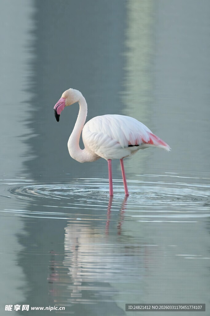 水中漫步的优雅火烈鸟