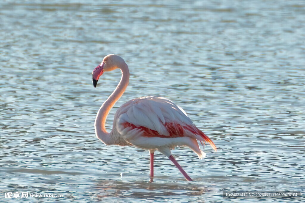 水中的优雅火烈鸟