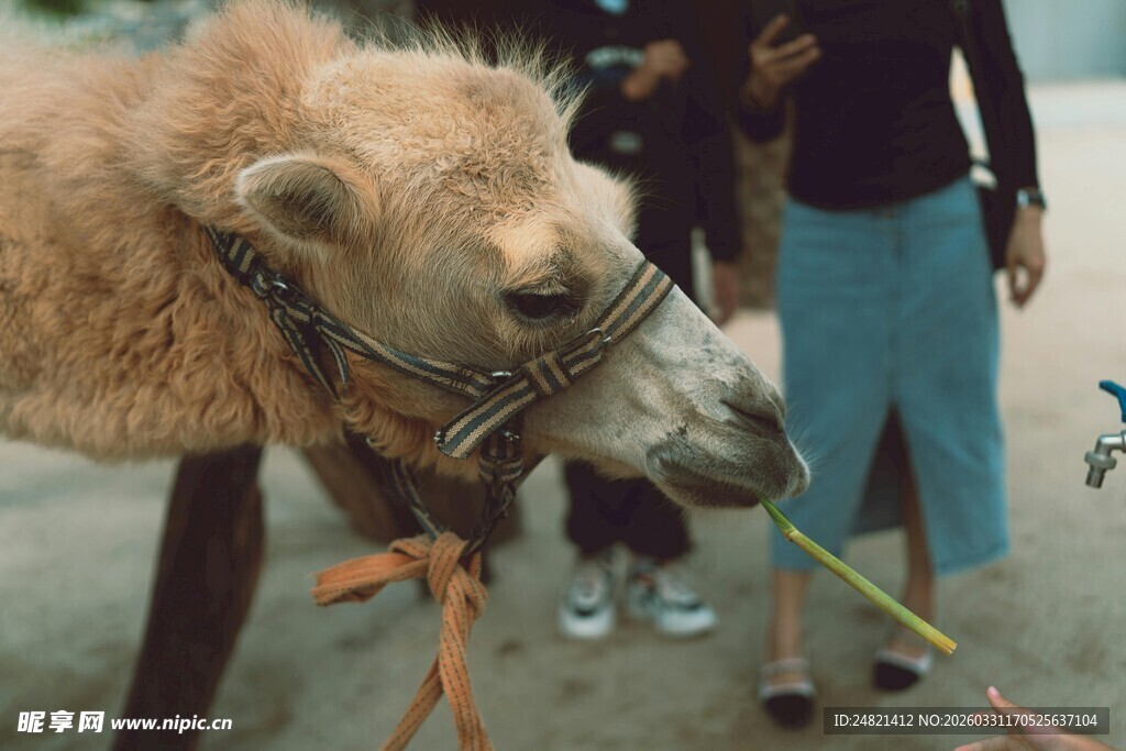 人与骆驼互动场景